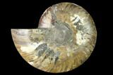 Cut & Polished Ammonite Fossil (Half) - Madagascar #166799-1